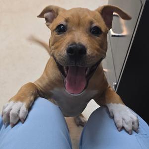 Dutchess Fingerling 26-0718, Mixed Breed (Medium), puppy, available for adoption