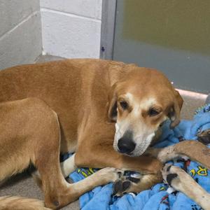Dolly 26-0778, Hound, adult, available for adoption