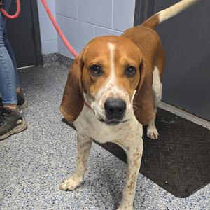 Kercheck 26-0510, Hound, adult, available for adoption