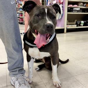 Pretty Girl 26-0064, Terrier, Pit Bull, adult, available for adoption