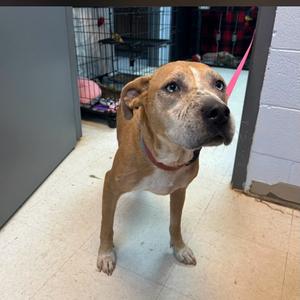 Pumpkin 26-0610, Mixed Breed (Medium), senior, available for adoption