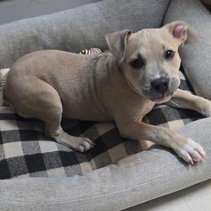 A light brown puppy with floppy ears lying on a plaid blanket on a gray couch.