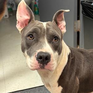 Erika 26-0653, Mixed Breed (Medium), adult, available for adoption