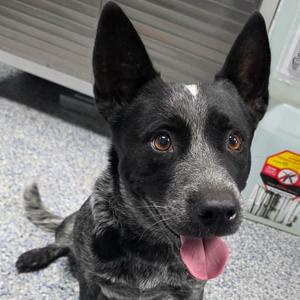 Bluebell 26-0755, Cattle Dog, Australian (Blue Heeler), adult, available for adoption