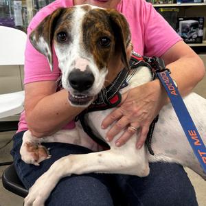 Sponge 26-0521, Mixed Breed (Medium), adult, available for adoption