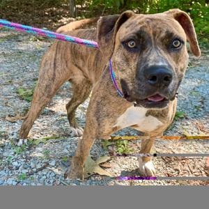 Cinnaboo 26-0743, Mixed Breed (Medium), adult, available for adoption