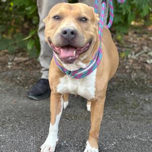 Brenda 26-0613, Mixed Breed (Medium), adult, available for adoption