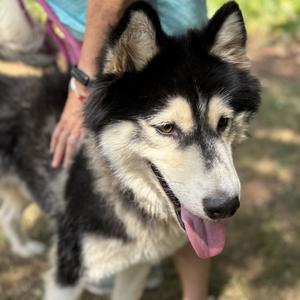 Lux 26-0694, Husky, adult, available for adoption