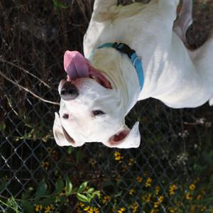 Elvis, American Staffordshire Terrier, young, available for adoption