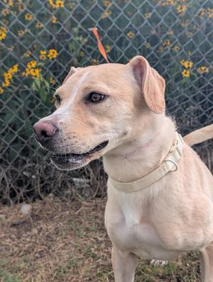 Lady, Labrador Retriever, young, available for adoption