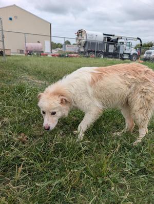 Karma, Great Pyrenees / Pyrenean Shepherd, young, available for adoption