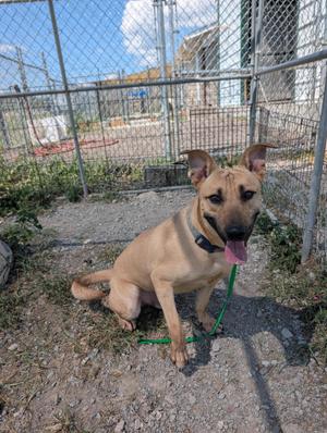 A tan dog with a black collar and a green leash is sitting on the ground in front of a chain-link fence. The dog has its mouth open and tongue out, and is looking towards the camera. The background shows a building and some greenery.