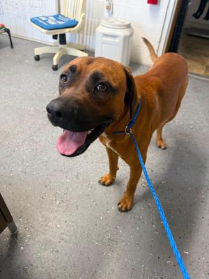 Brutus, Black Mouth Cur / Boxer, young, available for adoption