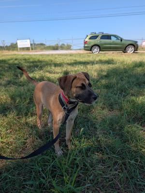 Athena, Rhodesian Ridgeback, puppy, available for adoption