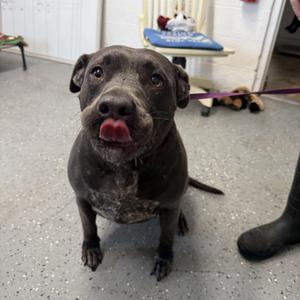 Journey, Labrador Retriever, adult, available for adoption