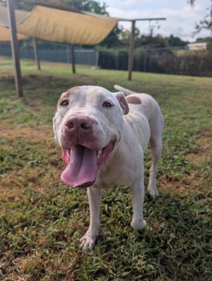 A white dog with a pink nose and tongue hanging out, standing on grass.