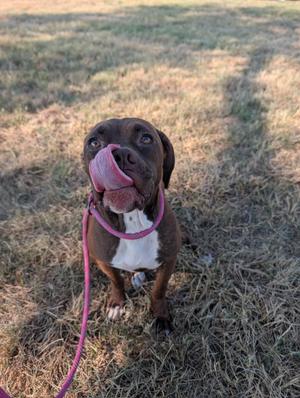 A brown and white dog with a pink leash, sitting on grass and licking its nose.