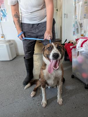 Milo, Boxer / Cattle Dog, young, available for adoption