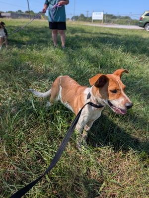 A brown and white dog on a leash standing in a grassy field, with a person in the background holding the leash.