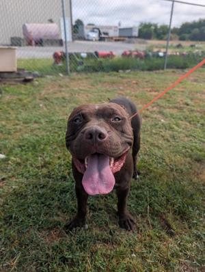 A brown dog with a black muzzle and floppy ears is standing on grass, looking directly at the camera with its tongue out. The dog is on a red leash, and there is a chain-link fence and some industrial buildings in the background.