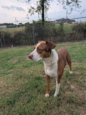 A brown and white dog standing on a grassy field, looking to the left.