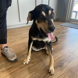 Penny, Hound, young, available for adoption