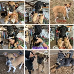 The Country Music Litter, Shepherd, puppy, available for adoption