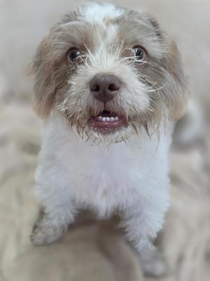 A small, fluffy dog with a white and brown coat, looking directly at the camera with its mouth slightly open.