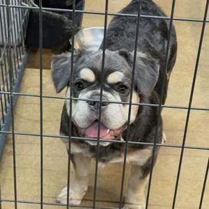 Bowser, French Bulldog, puppy, available for adoption