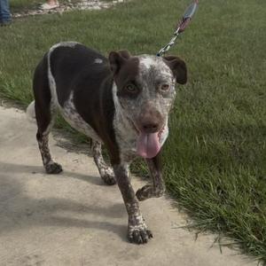 A brown and white dog with a speckled coat walking on a leash on a sidewalk.