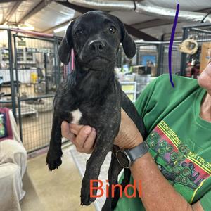 Bindi, Pug / Dachshund, puppy, available for adoption