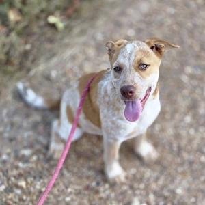 Little Red, Catahoula Leopard Dog, puppy, available for adoption