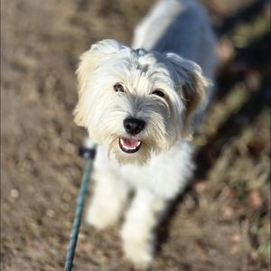 a small white dog with a fluffy coat standing on a dirt path, looking up with its mouth open and tongue out, wearing a black leash