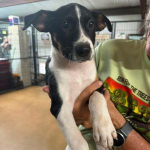 Willie Nelson, Australian Shepherd, puppy, available for adoption