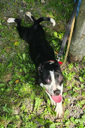 Betsy, Mixed Breed, puppy, available for adoption