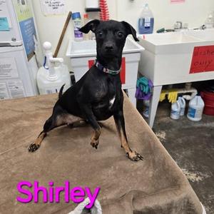Shirley, Chihuahua, adult, available for adoption