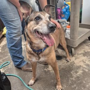A brown and black dog with a blue collar standing on a concrete floor, being petted by a person wearing jeans.