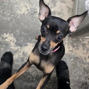 Becks, Chihuahua, adult, available for adoption