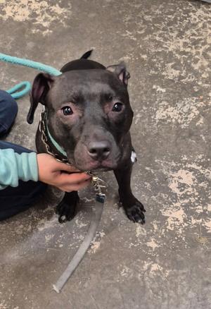 A black dog with a green collar is sitting on a concrete floor, being held by a person wearing a light blue shirt. The dog has a leash attached to its collar and is looking directly at the camera.