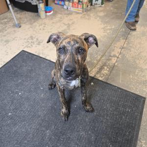 a brindle dog sitting on a black mat