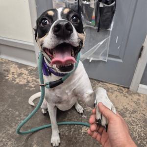 A black and white dog with a green leash, sitting and smiling with its tongue out, being petted by a person's hand.