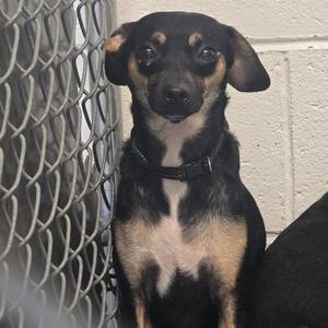 Jacob, Chihuahua, adult, available for adoption