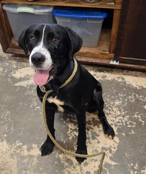 Duke, Saint Bernard, puppy, available for adoption
