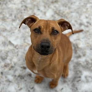 Eliana, Retriever, Labrador, adult, available for adoption