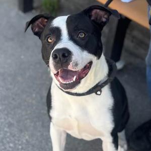 Adonis, Terrier, Pit Bull, adult, available for adoption