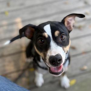 Bellamy, Retriever, Labrador, available for adoption