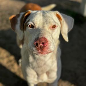 Petal, Hound, adult, available for adoption