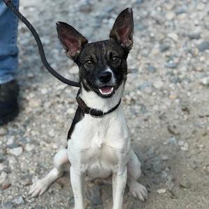 a black and white dog with perked ears sitting on a gravel surface