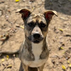 Pepper, Shepherd, adult, available for adoption