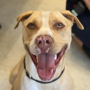 Casen, Hound, adult, available for adoption